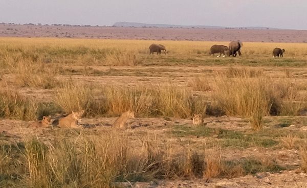 Elephants in the middle distance