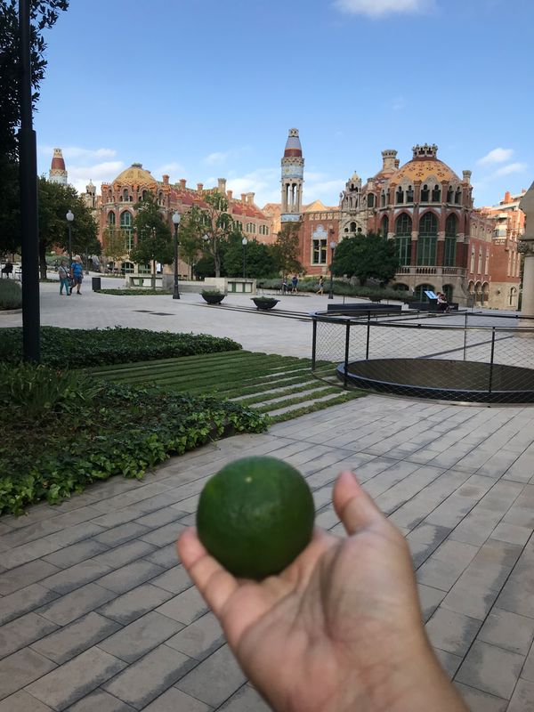 Unidentified citrus fruit