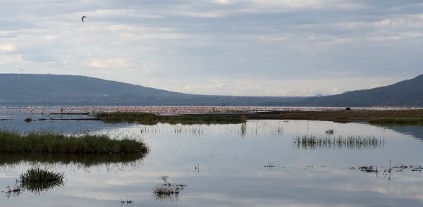 Flamingoes on Lake Nakuru