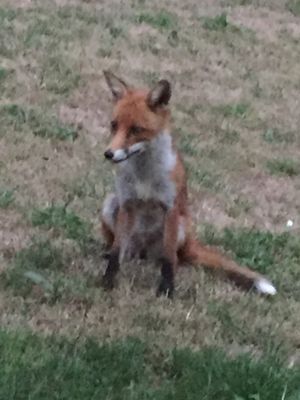 Fox