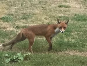 Fox
