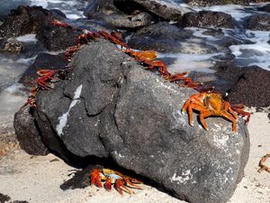 Crabs