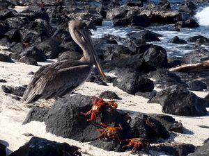 Heron and crabs