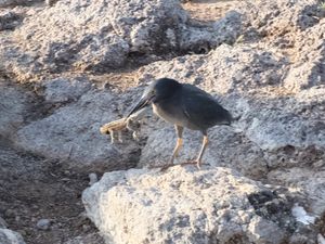 Bird eating a lizard