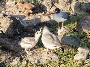 Bird feeding its baby