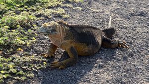 Iguana 2