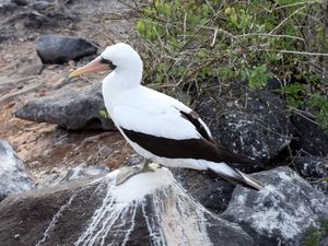 Nazca booby
