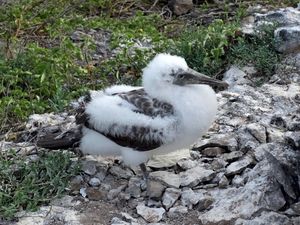 Young nazca booby