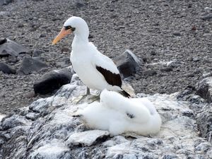 Nazca booby and juvenile