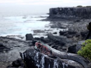 Amblyrhynchus cristatus, viewing scenery
