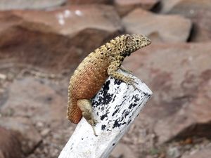 Microlophus delanonis, tailless