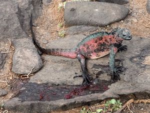 Amblyrhynchus cristatus, vomitus