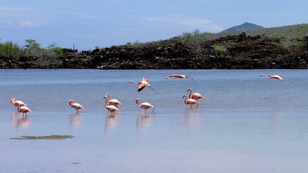 Flamingoes