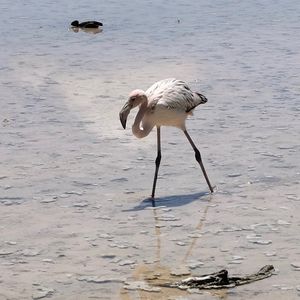 A flamingo