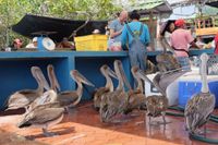 Herons ready to shop