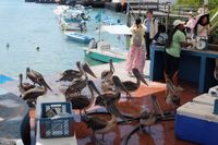 Herons at the market