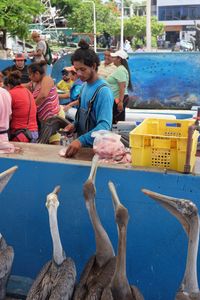 Herons really ready to shop