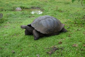 Santa Cruz tortoise 1