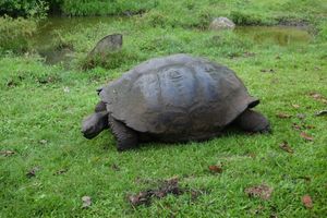 Santa Cruz tortoise 2