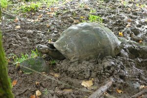 Santa Cruz tortoise 3