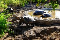 Tortoises at the research station