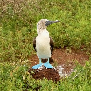 Blue-footed booby