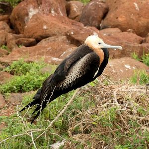 Frigatebird