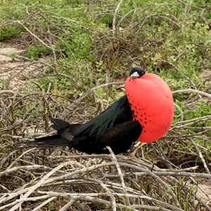 Frigatebird looking sexy