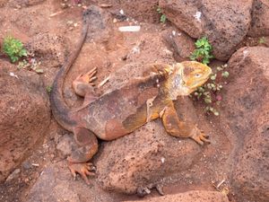 Iguana 1