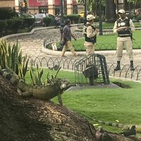 Iguanas and police in Park Seminario
