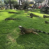 Iguanas in Park Seminario