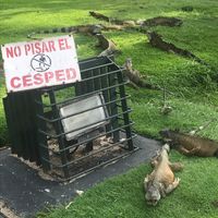 Iguanas not keeping off the grass in Park Seminario