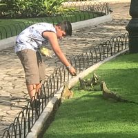 Iguana feeding in Park Seminario