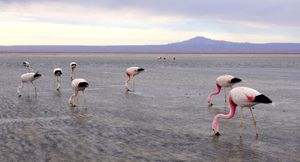 Flamingoes