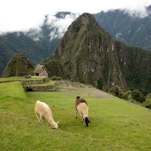 Llamas at Machu Picchu